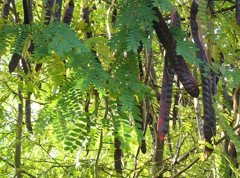 Gleditsia triacanthos / Spino di Giuda